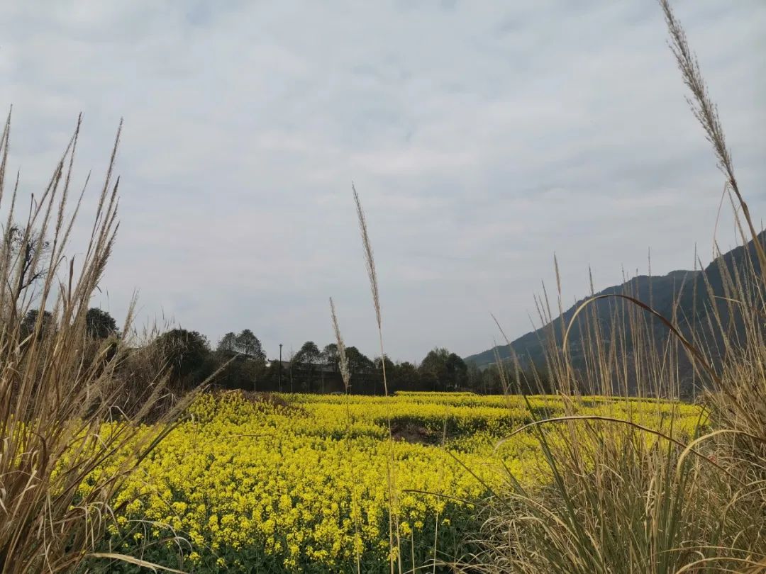 在卫子镇新荣村