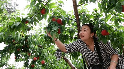 3月赏完桃花,6月正是采摘旅游的好去处.